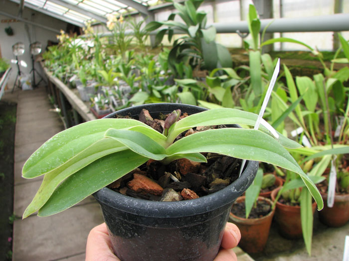Paphiopedilum helenae x fairrieanum.jpg