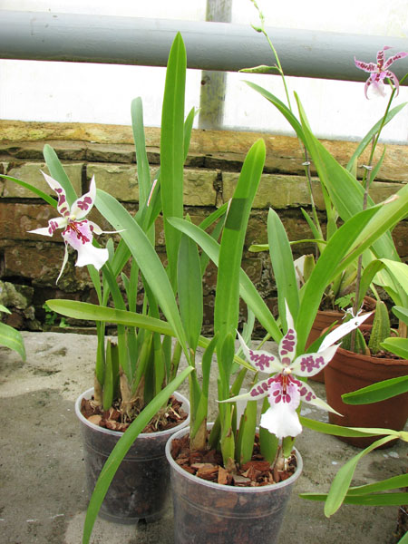 Beallara Peggy Ruth Carpenter 'Morning Joy'.jpg
