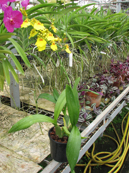 Oncidium Sweet Sugar 'Emperor'.jpg