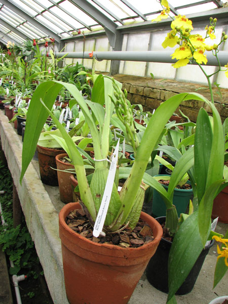 Odontioda Nationhood Bossa Nova.jpg