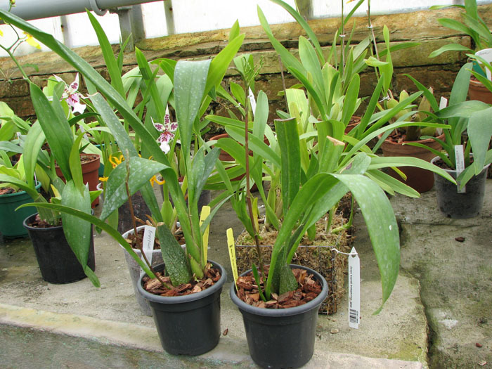 Sanderara Black Star 'Pacific Red Star'.jpg