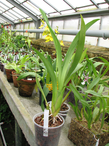 Beallara Tropic Splendour 'Everglade'.jpg