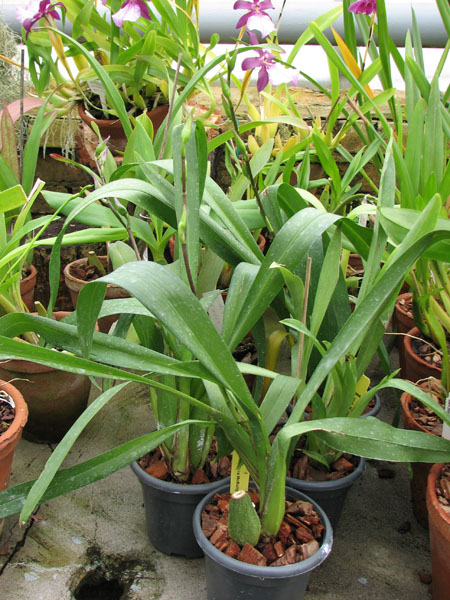 Beallara Patricia McCully 'Pacific Matriarch'.jpg