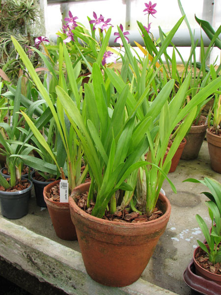 Miltonia flavescens (clump).jpg