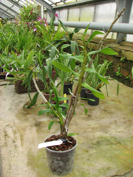 Dendrobium Dawn Marie.jpg