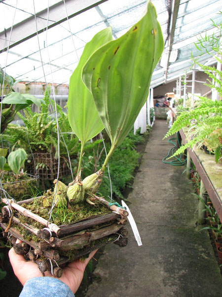 Stanhopea connata.jpg