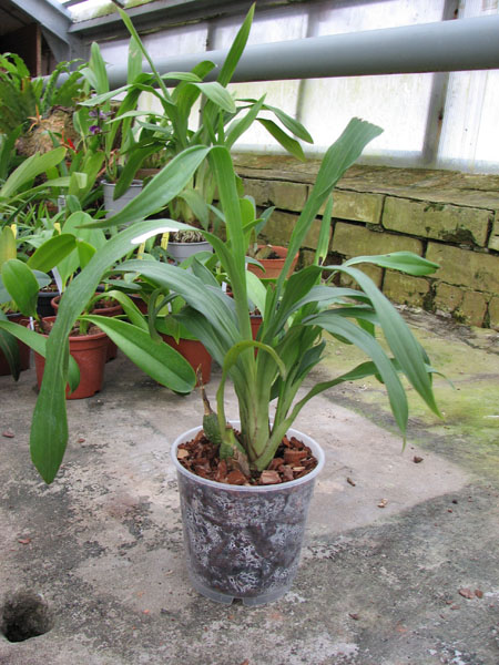 Propetalum Mathina 'Elizabeth'.jpg