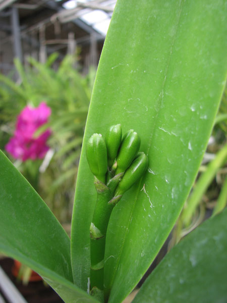 Brassolaeliocattleya Village Chief North 'Green Genuie'.jpg