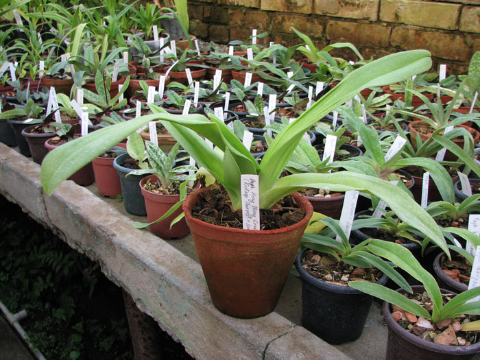 Paphiopedilum Hung Sheng Green (Vintage Harvest x Lambert Day).jpg