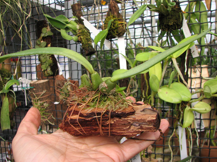 Trias disciflora.jpg