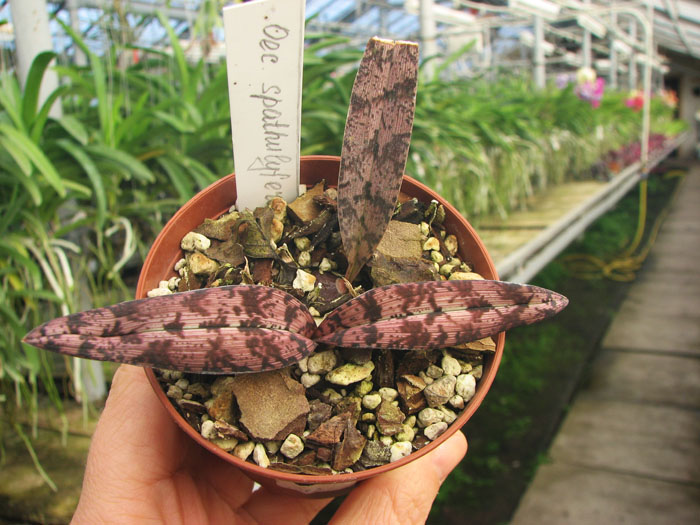 Oeceoclades spathulifera.jpg