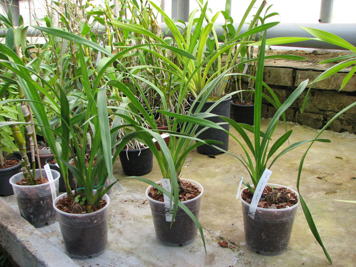 Cymbidium Seaside 'Saya'.JPG