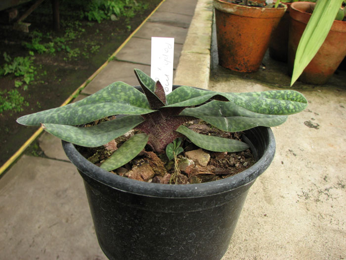 Paphiopedilum Norito Hasegawa (malipoense x armeniacum).jpg