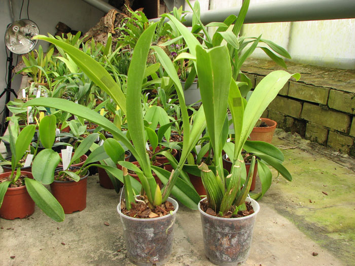 Brassia Enteral Wind 'Summer Dream'.jpg