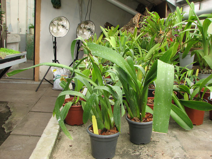 Beallara Patricia McCully 'Pacific Matriarch'.jpg