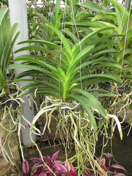 Vanda Somsri Pink x Vanda Golamcos Blue Magic.jpg