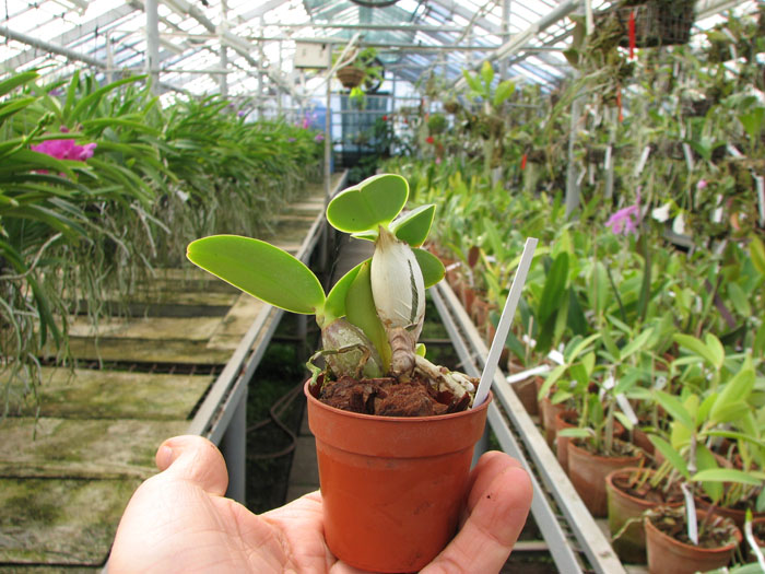 Cattleya nobilior amalie.jpg