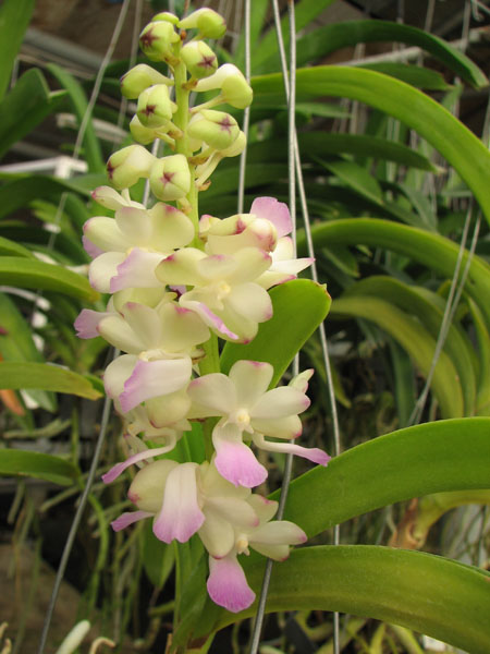 Vascostylis Five Friendship x Rhynchostylis coelestis pink.jpg