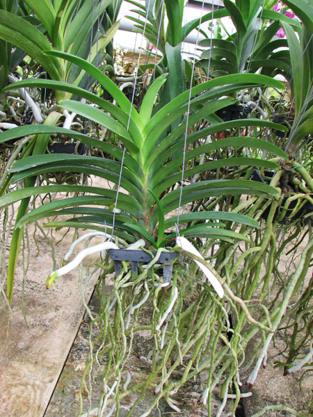 Vanda Somsri Pink x Vanda Golamcos Blue Magic.jpg