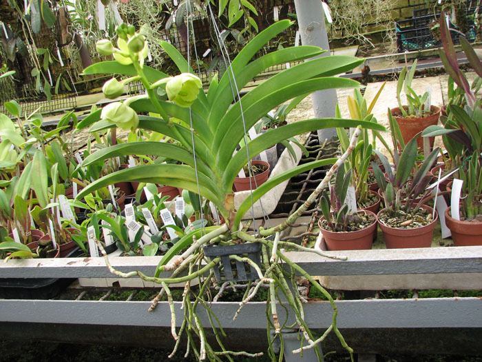 Ascocenda Somsri Gold.jpg