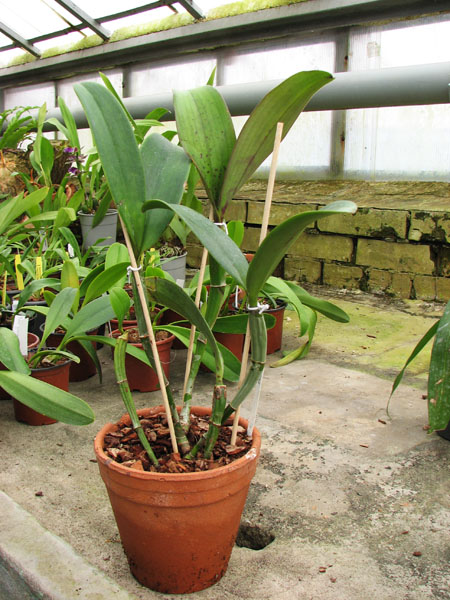 Cattleya violacea.jpg