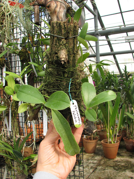 Phalaenopsis pulchra.jpg