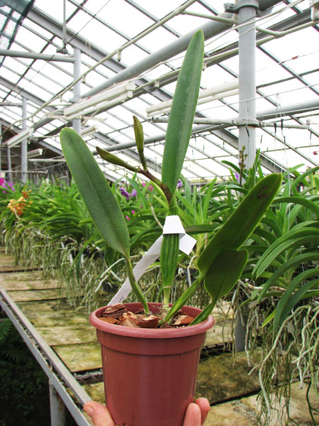 Cattleya mossiae.jpg