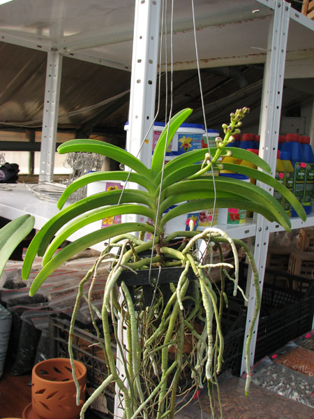 Vascostylis Five Friendship x Rhynchostylis coelestis blue.JPG