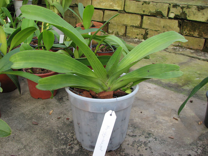 Rhy gigantea spot.jpg