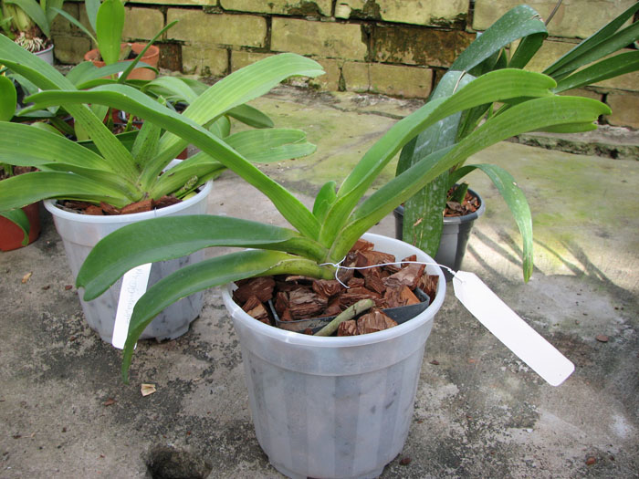 Rhy gigantea white.jpg