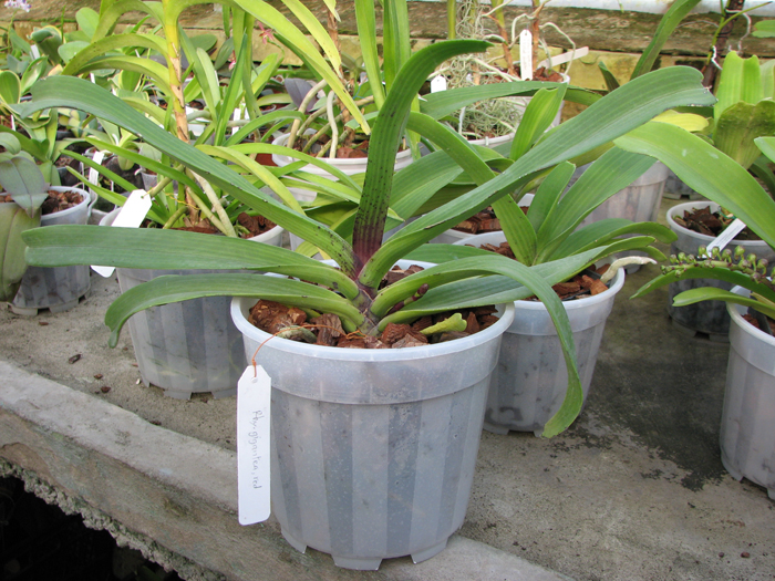 Rhynchostylis gigantea red.jpg