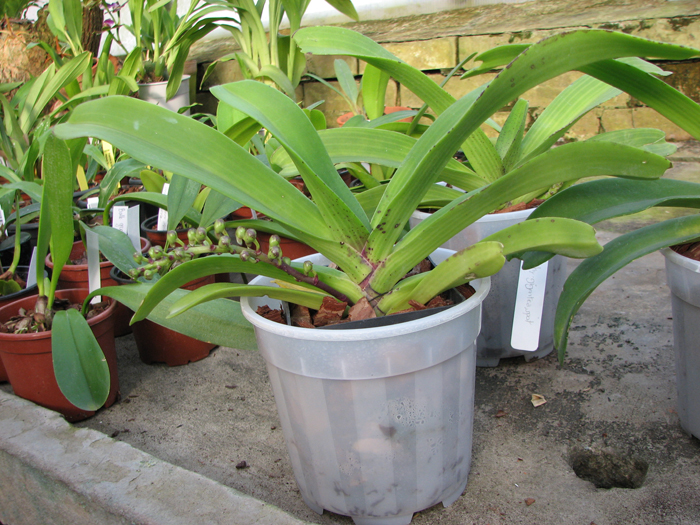 Rhy gigantea spot.jpg