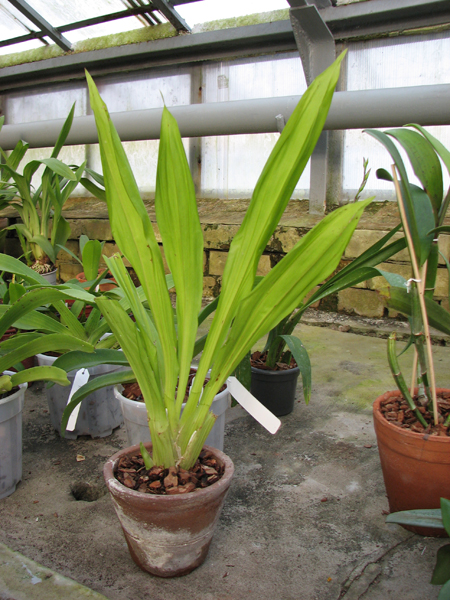 Bollea lawrenciana.jpg