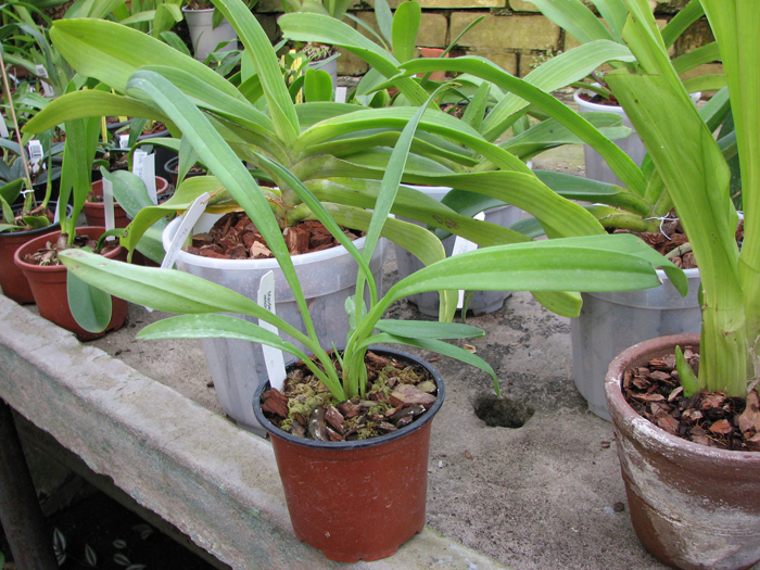 Masdevallia veitchiana.jpg