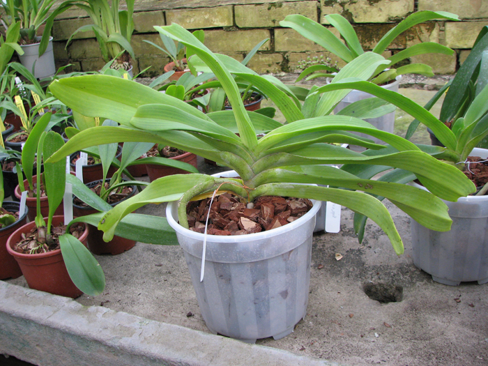 Без цветоноса