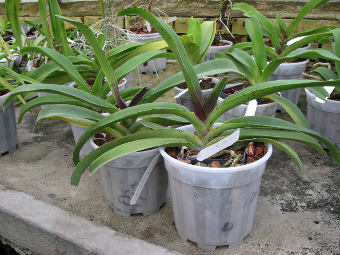 Без цветоноса