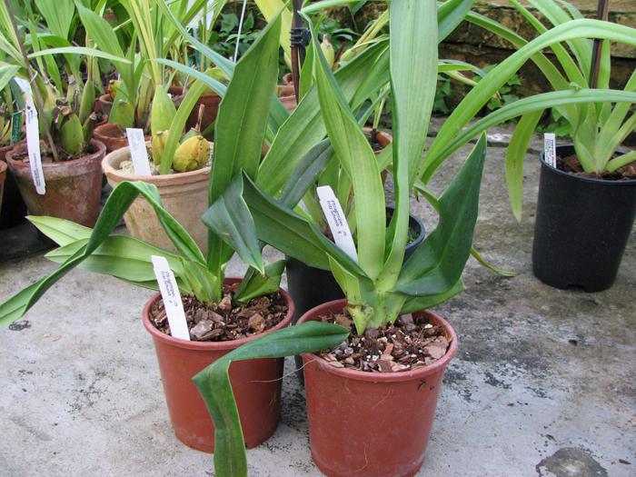 Phragmipedium Fritz Schomburg (besseae x kovachii).jpg