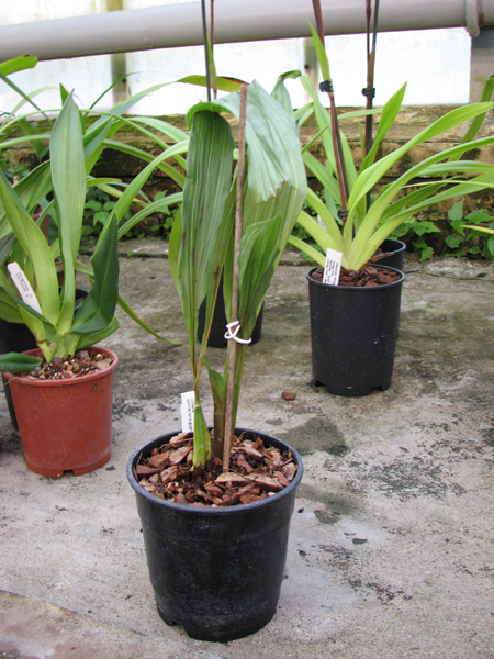 Lycaste schilleriana gigantea.jpg