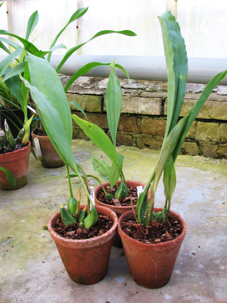 Coelogyne xyrekes.jpg