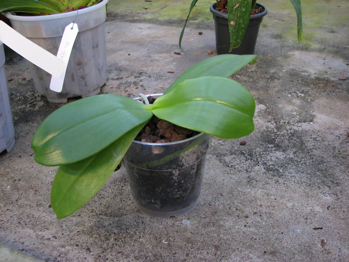 Phalaenopsis David Lim.jpg