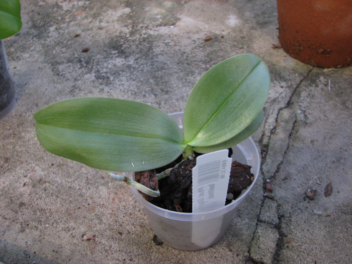 Phalaenopsis Gigabell.jpg