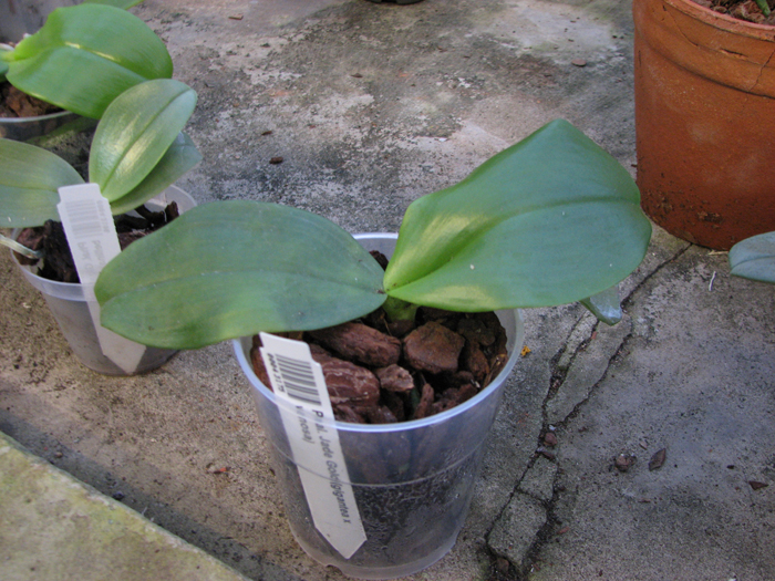 Phalaenopsis Jade Gold (gigantea x venosa).jpg