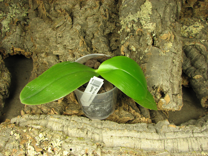Phalaenopsis violacea sumatra x gigantea.jpg