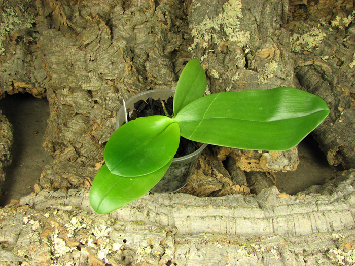 Phalaenopsis violacea 'Blue Malaysia' x gigantea.jpg