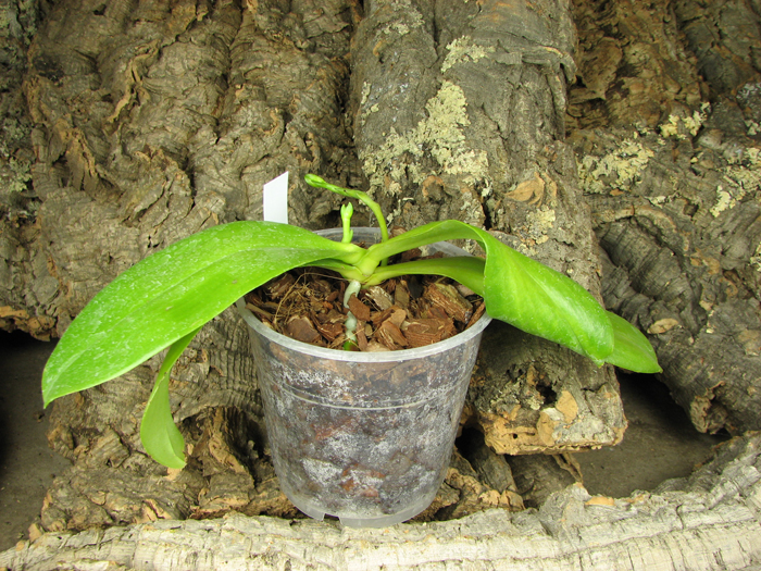 Phalaenopsis amboinensis 'Nicole'.jpg