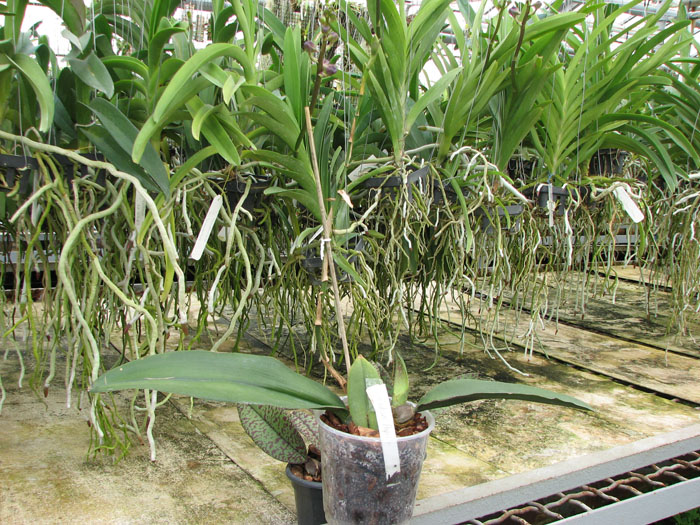 Oncidium papilio.jpg