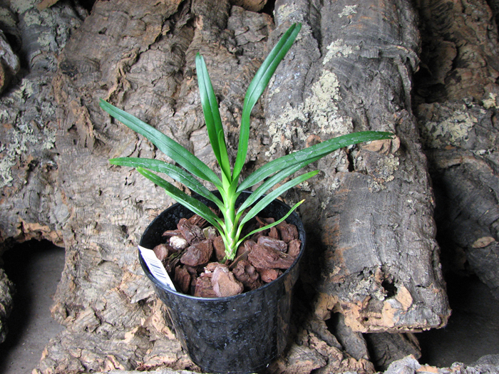 Angraecum viguieri.jpg
