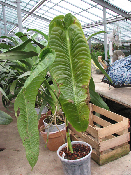 Anthurium veitchii.jpg