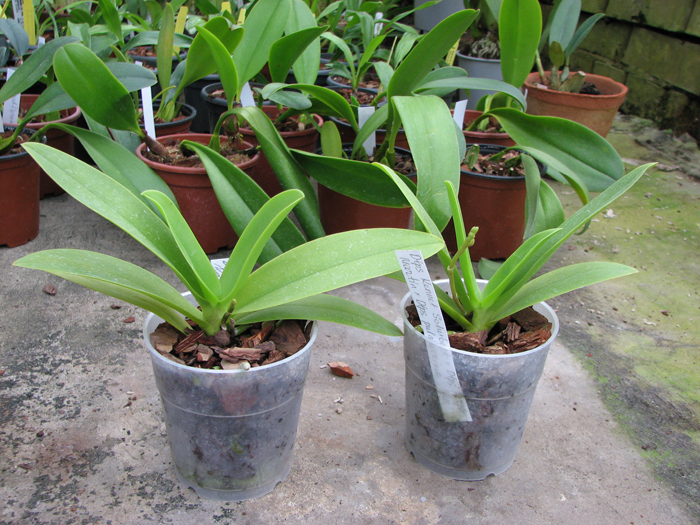 Doritaenopsis Kenneth Schubert x Doritaenopsis Purple Martin x Doritis pulcherrima 'Blue'.jpg