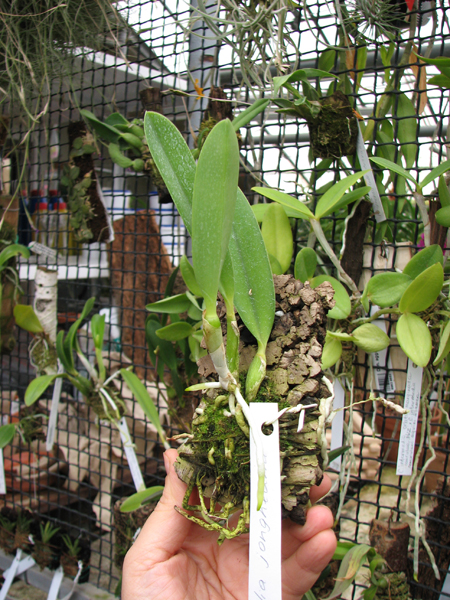 Laelia jongheana.jpg